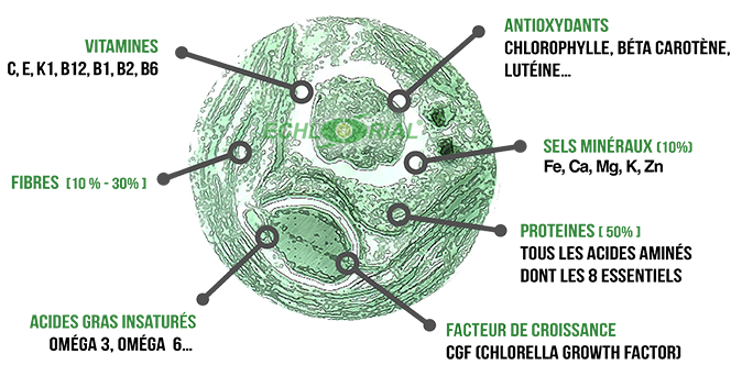Composition de la Chlorella Echlorial