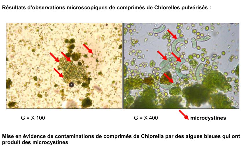 Contamination de chlorella par des microcystines
