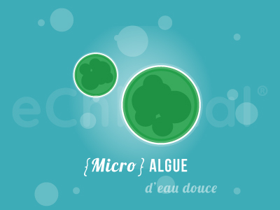 Chlorella, micro algue d'eau douce