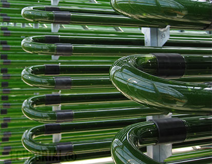 Chlorella Glass Tubes