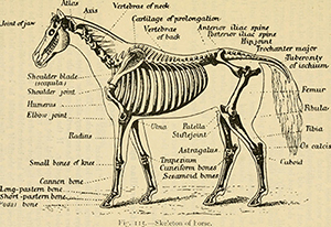 Naturopathie pour chevaux