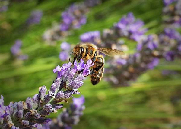 Abeille butinant dans un champ de lavande - eChlorial©