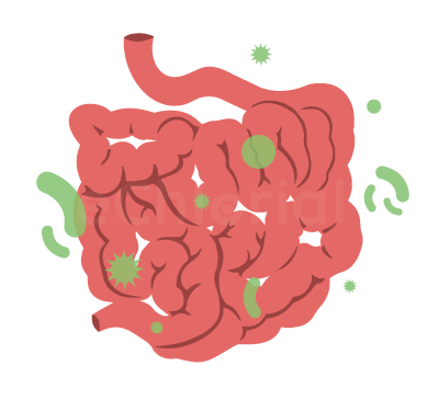 Intestins microbiote